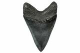 Fossil Megalodon Tooth - South Carolina #340212-1